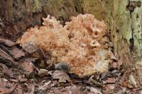 Sparassis crispa
