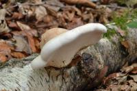 Piptoporus betulinus