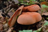 Fistulina hepatica