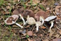 Agaricus xanthodermus