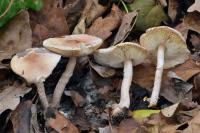 Lepiota subincarnata