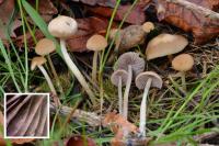 Psathyrella pseudocorrugis