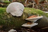 Daedaleopsis confragosa