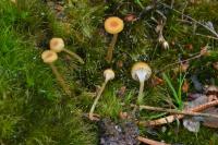 Rickenella fibula