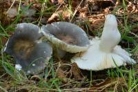 Russula parazurea
