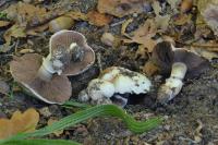 Agaricus bitorquis