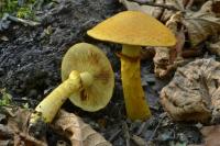 Gymnopilus junonius