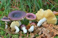 Russula amara