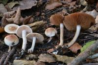 Hebeloma helodes