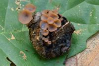 Ciboria batschiana