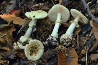 Amanita citrina