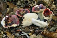 Russula atropurpurea