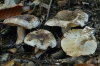 Russula nigricans