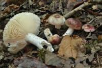 Russula poikilochroa