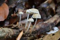 Roridomyces roridus