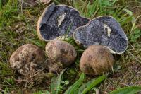 Scleroderma bovista