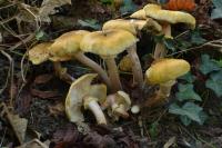 Armillaria mellea