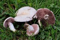 Agaricus campestris