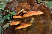 Pholiota lucifera