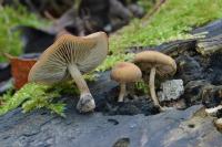 Simocybe sumptuosa