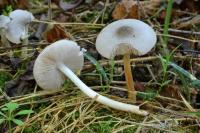 Pluteus salicinus