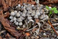 Coprinellus disseminatus