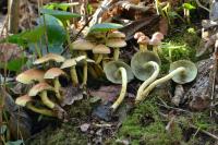 Hypholoma fasciculare