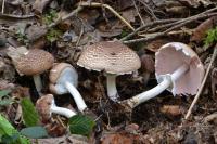 Agaricus impudicus