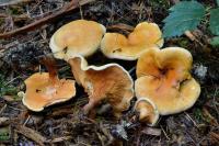 Hygrophoropsis aurantiaca