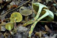 Xerocomellus pruinatus