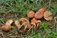 Marasmius oreades