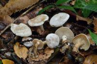 Clitocybe phyllophila