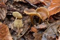 Clitocybe pausiaca