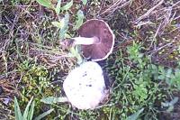 Agaricus campestris
