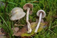 Inocybe geophylla