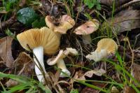 Russula risigallina
