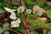 Collybia erythropus