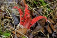 Clathrus archeri