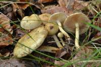 Pholiota gummosa