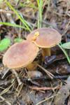 Xerocomus ferrugineus