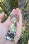 Leccinum duriusculum