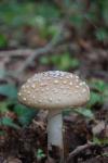 Amanita pantherina