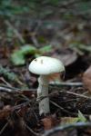 Amanita citrina