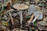 Amanita rubescens