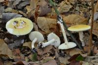 Amanita junquillea