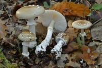Amanita pantherina