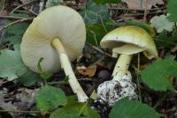 Amanita phalloides