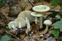 Amanita citrina
