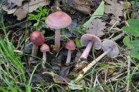 Mycena rosea