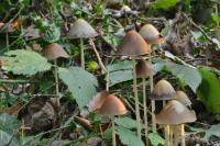 Parasola conopilea
